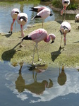 FZ006383 Andean flamingos (Phoenicopterus andinus).jpg